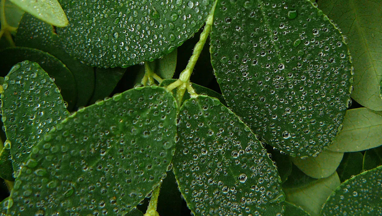 Moringa oleifera