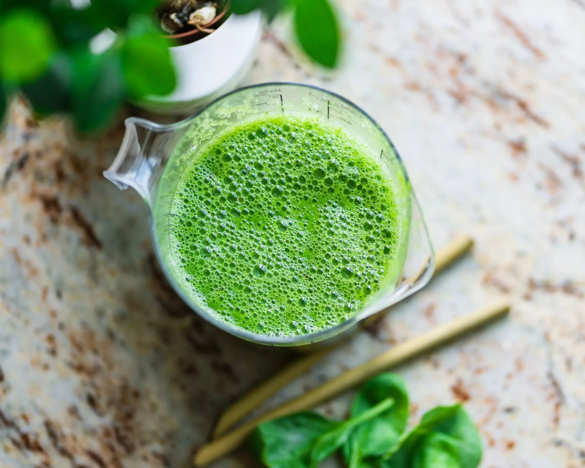 Moringa: Die Superpflanze für deine gesunde Ernährung